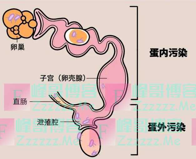 多数动物的排泄和交配都在一个器官，人类却不是，我们为何特殊？