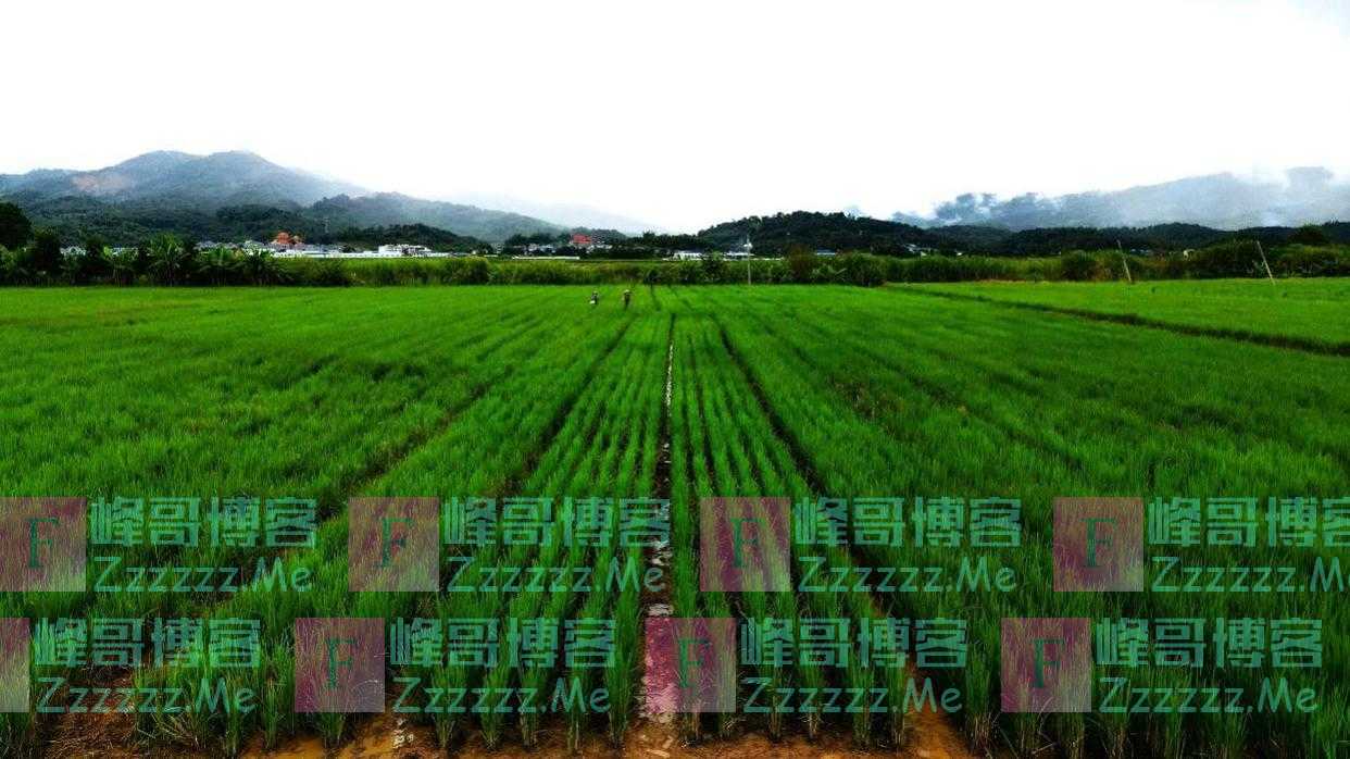 像种果树一样种水稻！中国科学家实现水稻育种又一次革命