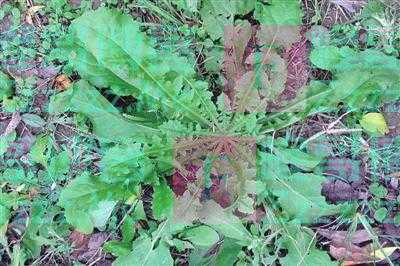 原来它是野菜中的“灵丹草”