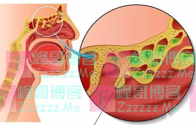 人被拿掉哪些器官不会死？身体的5个“无用”器官，你知道几个？