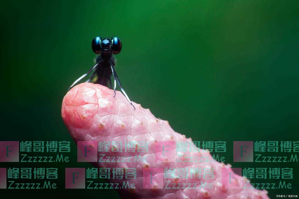 强迫症怎么解决？分三步：理解现状，找出原初驱动力，识别回转力