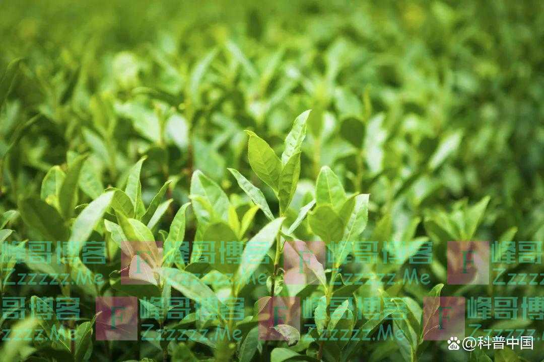 “茶叶里都是农药”“绿茶寒红茶暖”……关于茶叶的8个误区，别被骗了！