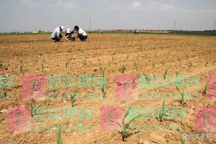 菜地、林地、老宅基地统统种粮？耕地利用再升级，随意种时代结束