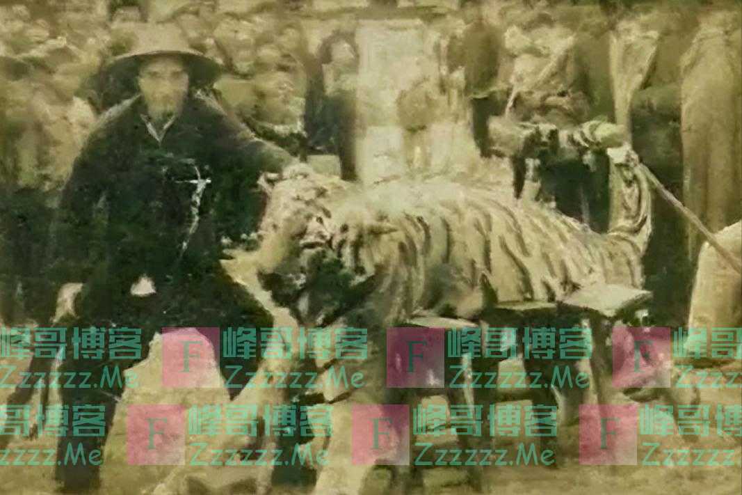 猎虎奇人贺业武：一生猎杀305只老虎，为何到死也不交出秘药配方