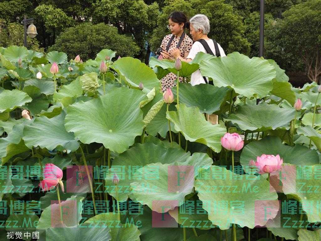 武汉沙湖公园荷花盛开 罕见并蒂莲悄然绽放