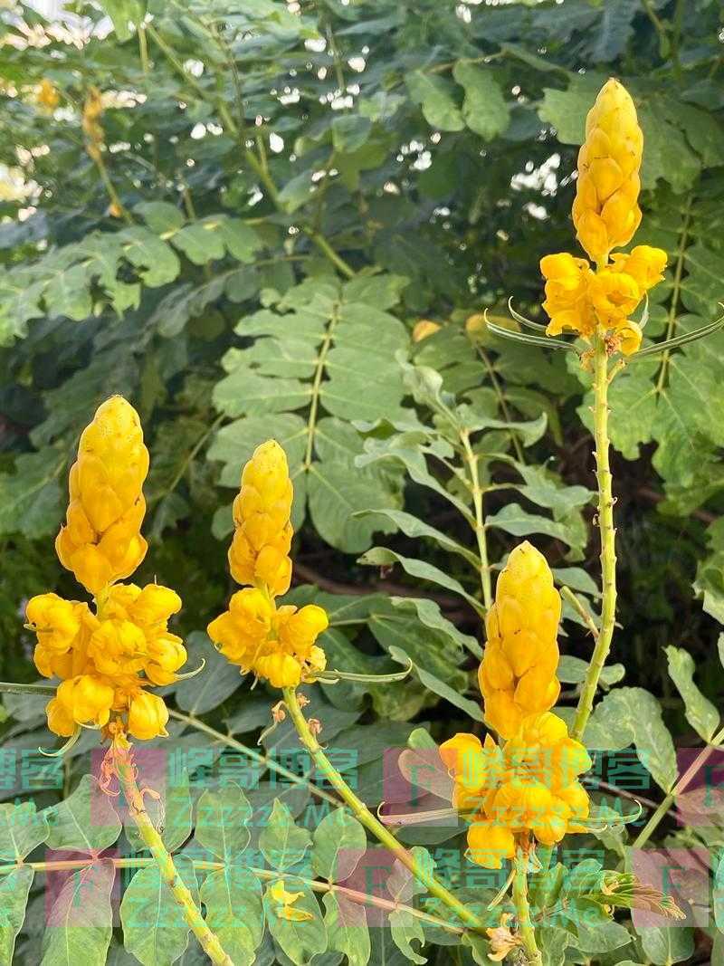 花开太耀眼！整个夏天的热情，都是“她”给的