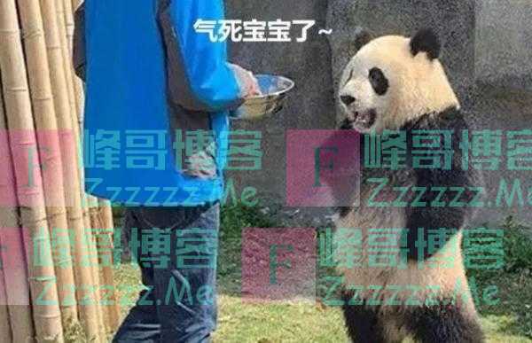 杭州小熊被指“人里人气”！网友：你是忘了会叉腰会揣手的熊猫了？