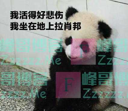 杭州小熊被指“人里人气”！网友：你是忘了会叉腰会揣手的熊猫了？