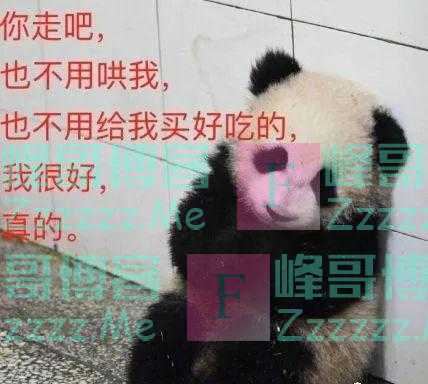 杭州小熊被指“人里人气”！网友：你是忘了会叉腰会揣手的熊猫了？