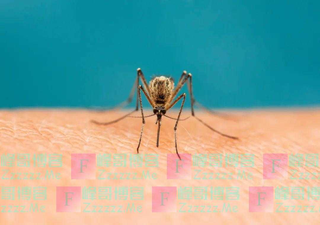 为什么感觉今年的蚊子变少了？因为高温天气吗？真相是