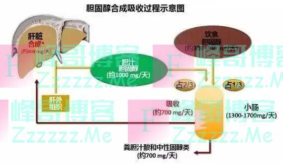 胆固醇越低，癌症风险越高？快来看常见食物胆固醇一览表，吃的好，不如吃的巧！