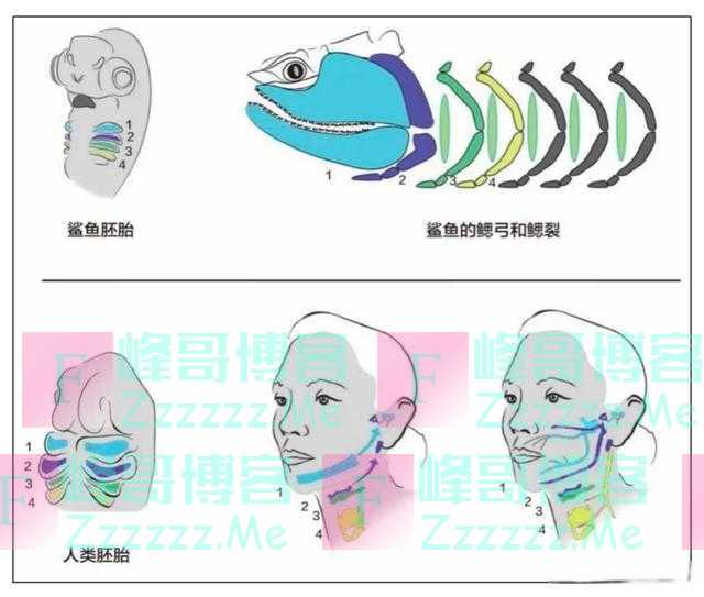 很多人身上这个孔不是“聪明孔”，而是“危险孔”，别被名字骗了！