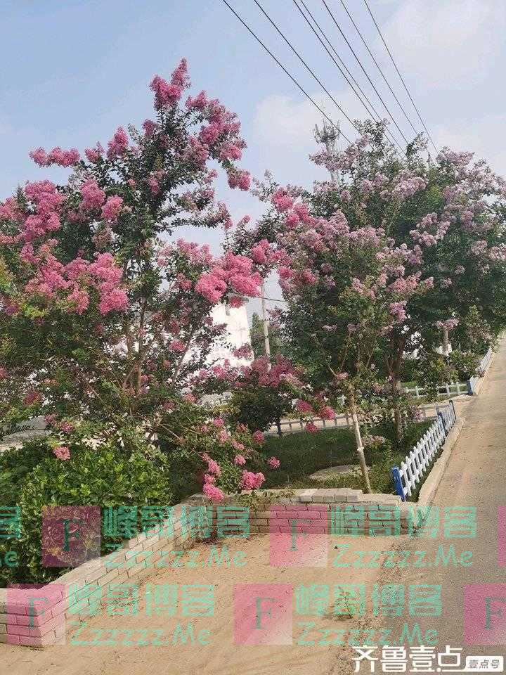 紫薇花是炎炎夏日里的一道亮丽的风景