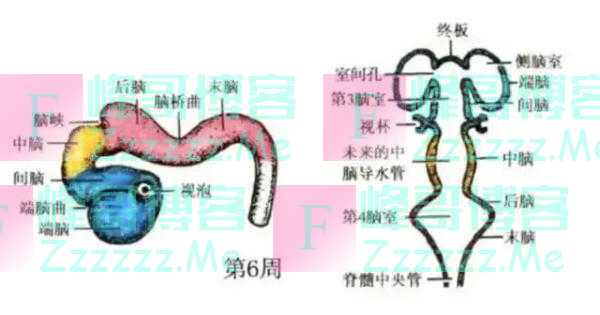 大脑为啥要删除3岁前的记忆？你小时候看见啥了？