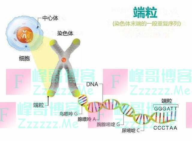 医生建议：寿命长不是靠多走路和多睡觉，而是坚持这2件小事