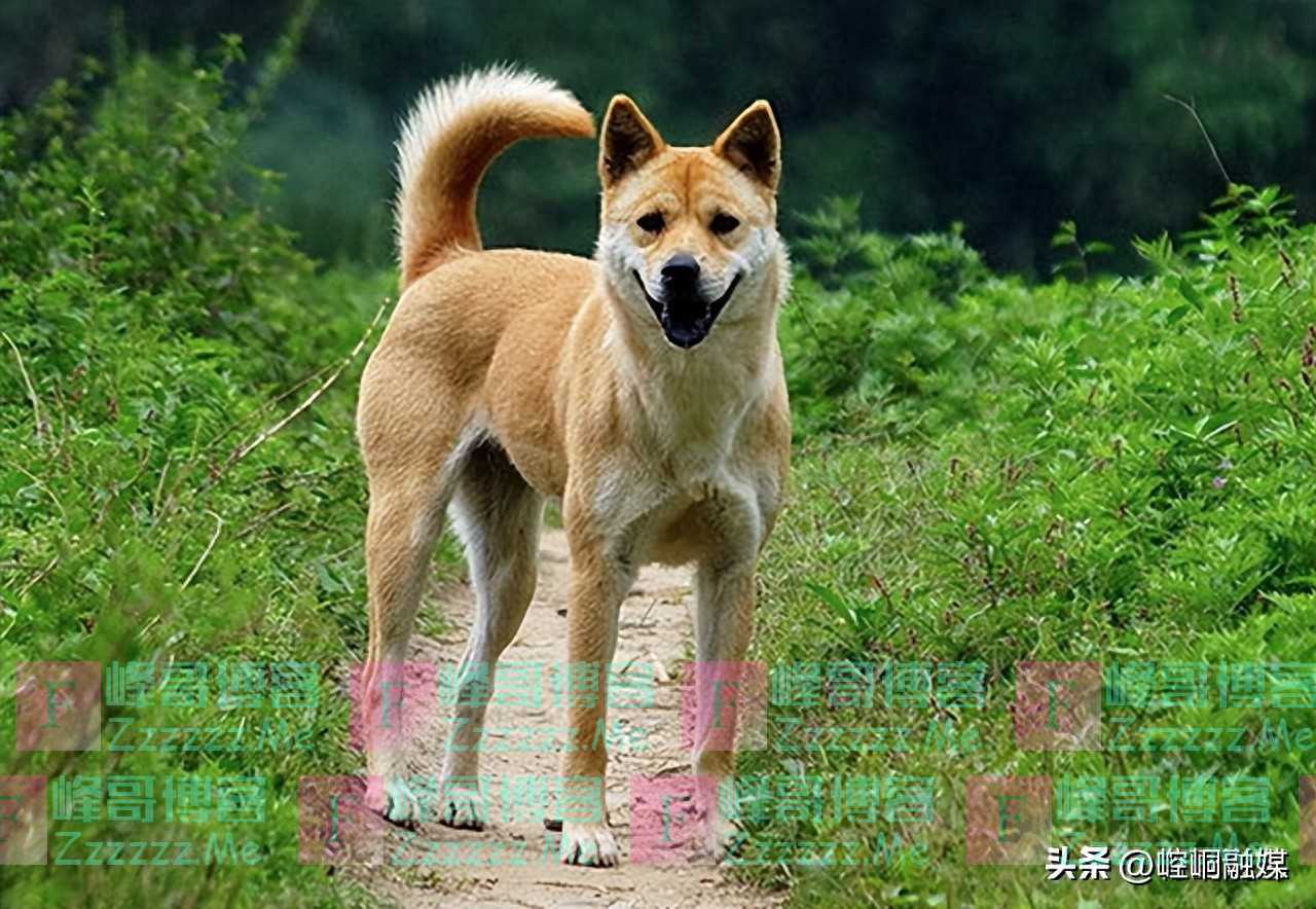 回族为什么不吃猪肉?满族为什么不吃狗肉?那汉族不吃什么肉呢?