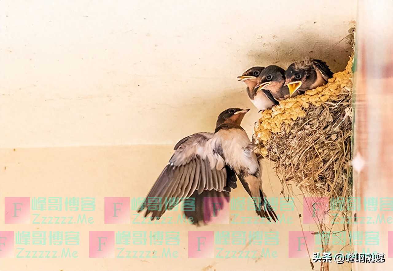 回族为什么不吃猪肉?满族为什么不吃狗肉?那汉族不吃什么肉呢?
