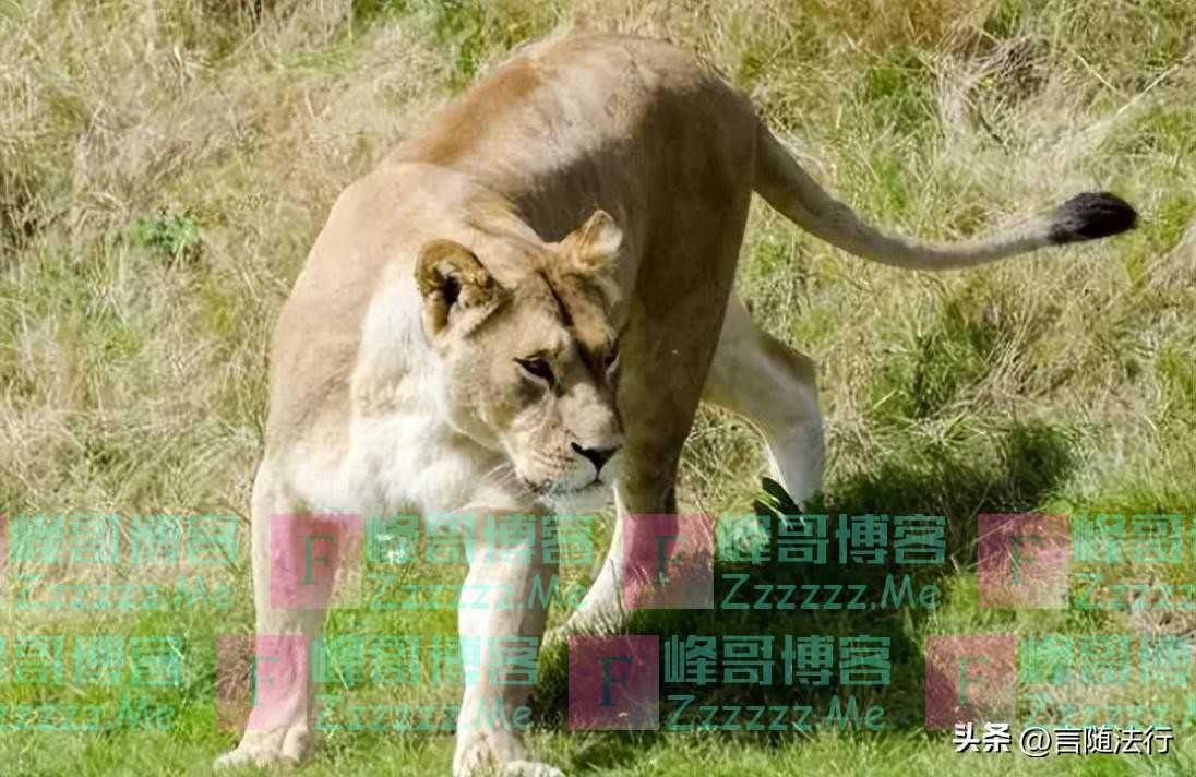 回顾江苏66岁大爷走进狮园,被狮子一路跟随,20分钟后被狮子分食