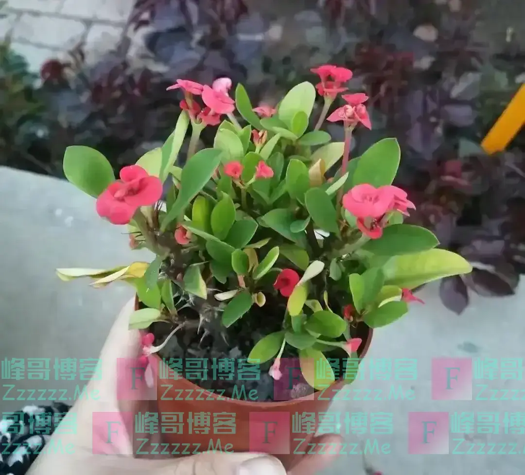 “花旺人不旺”，家里最好不要养这3种花，千万别不当一回事儿