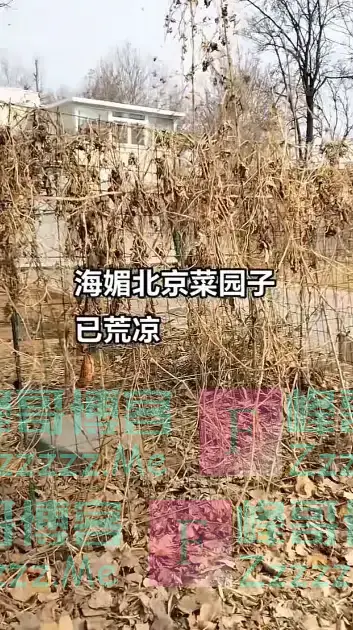 周海媚豪宅：凄凉杂草丛生