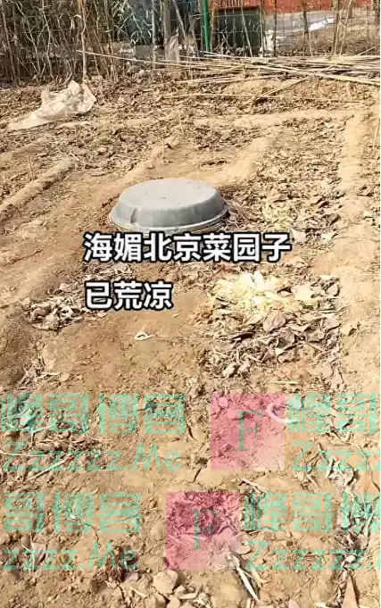 周海媚豪宅：凄凉杂草丛生