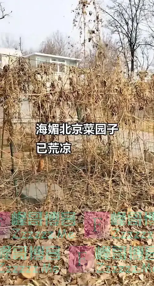 周海媚去世三个多月豪宅一片荒芜杂草！网友：这就是有孩子的意义