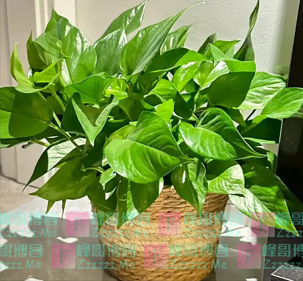 “阳台养5花,家穷人不发”,阳台再大,也不能养这5种花