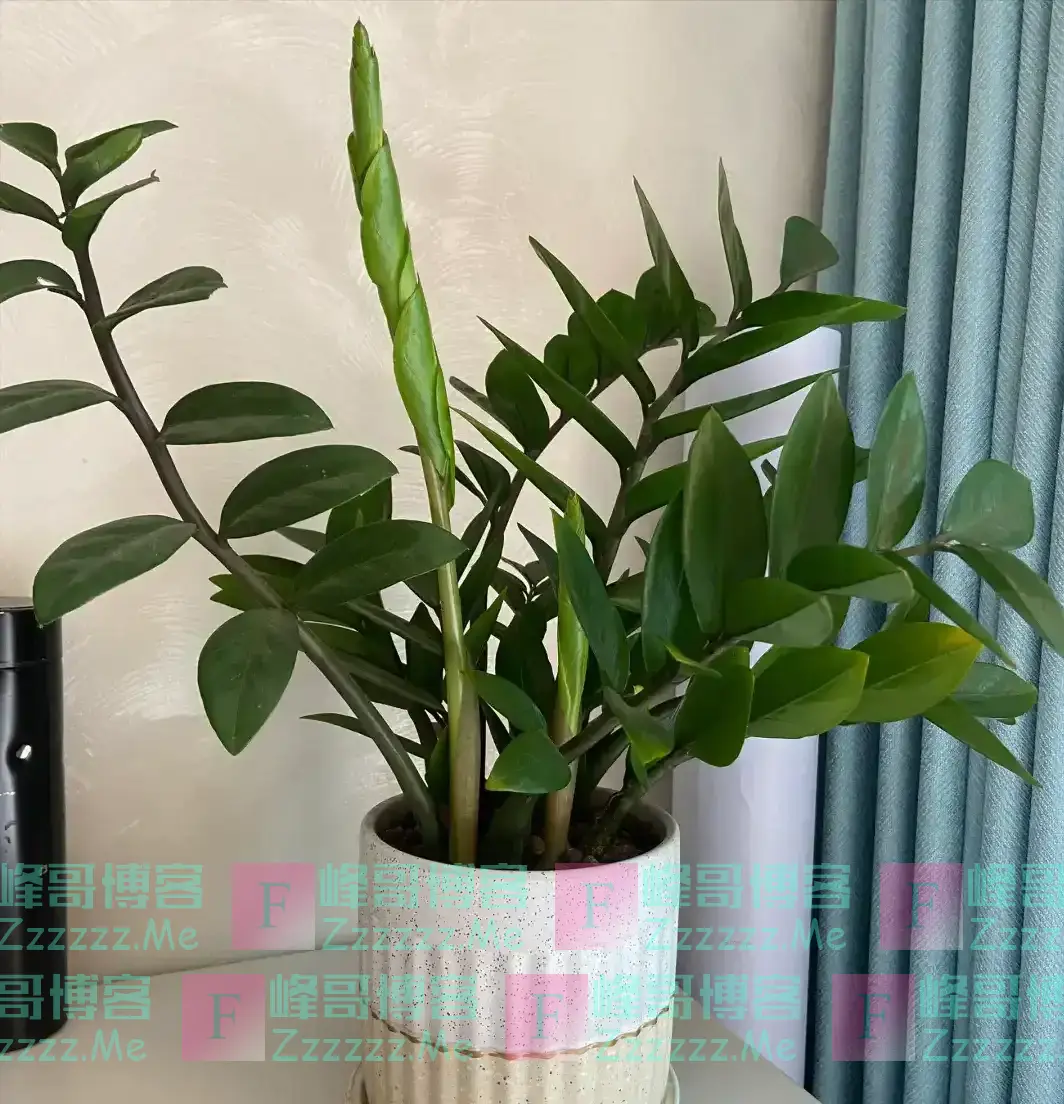 “阳台养5花,家穷人不发”,阳台再大,也不能养这5种花
