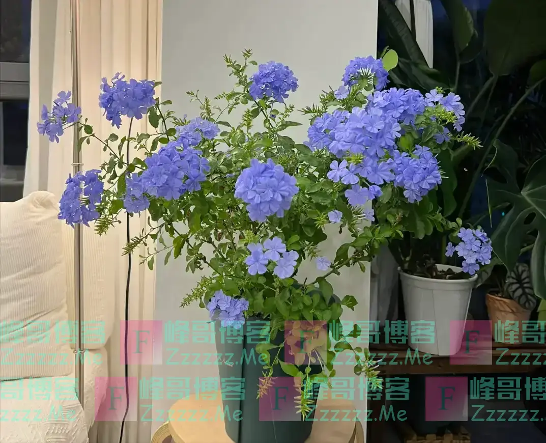 “阳台养5花,家穷人不发”,阳台再大,也不能养这5种花