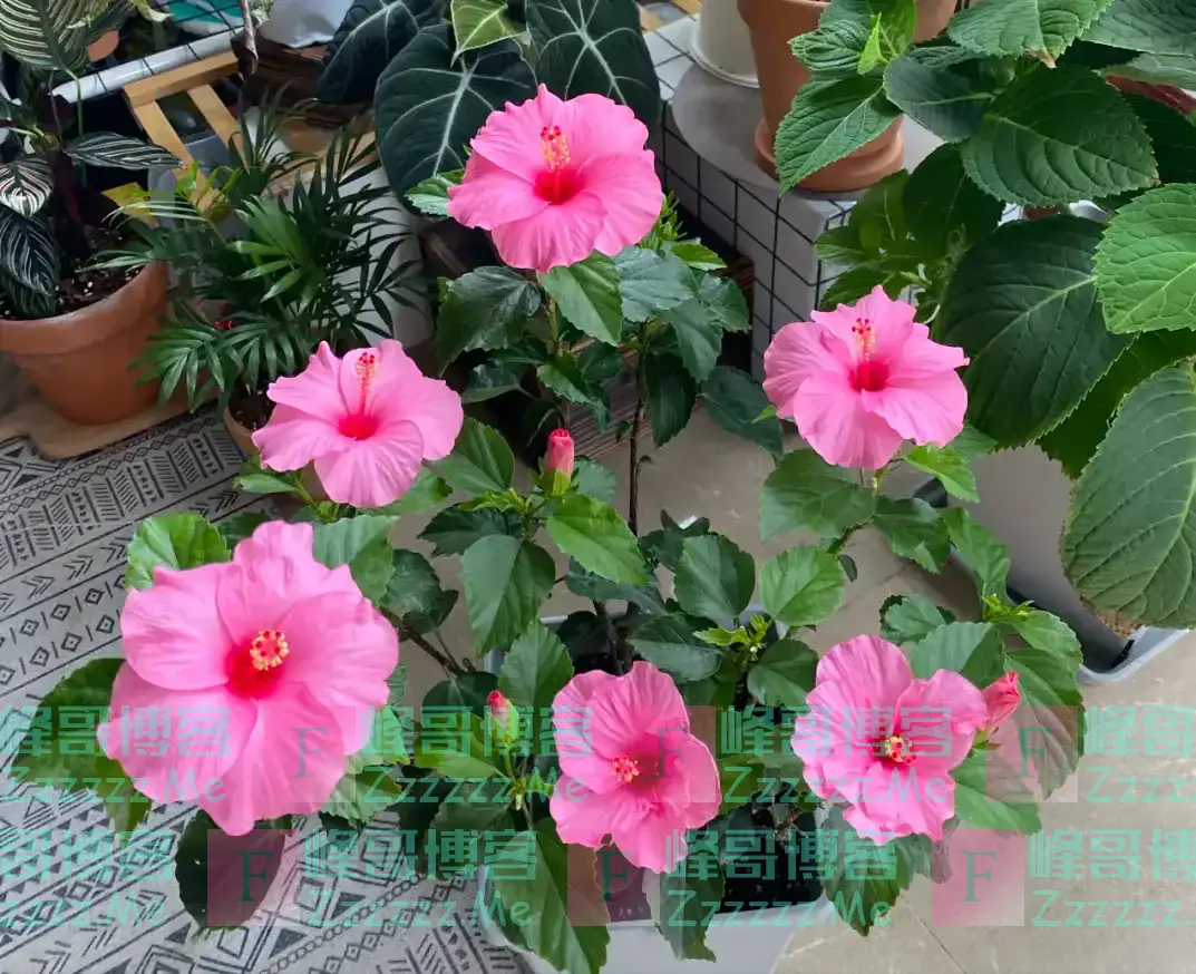 “阳台养5花,家穷人不发”,阳台再大,也不能养这5种花