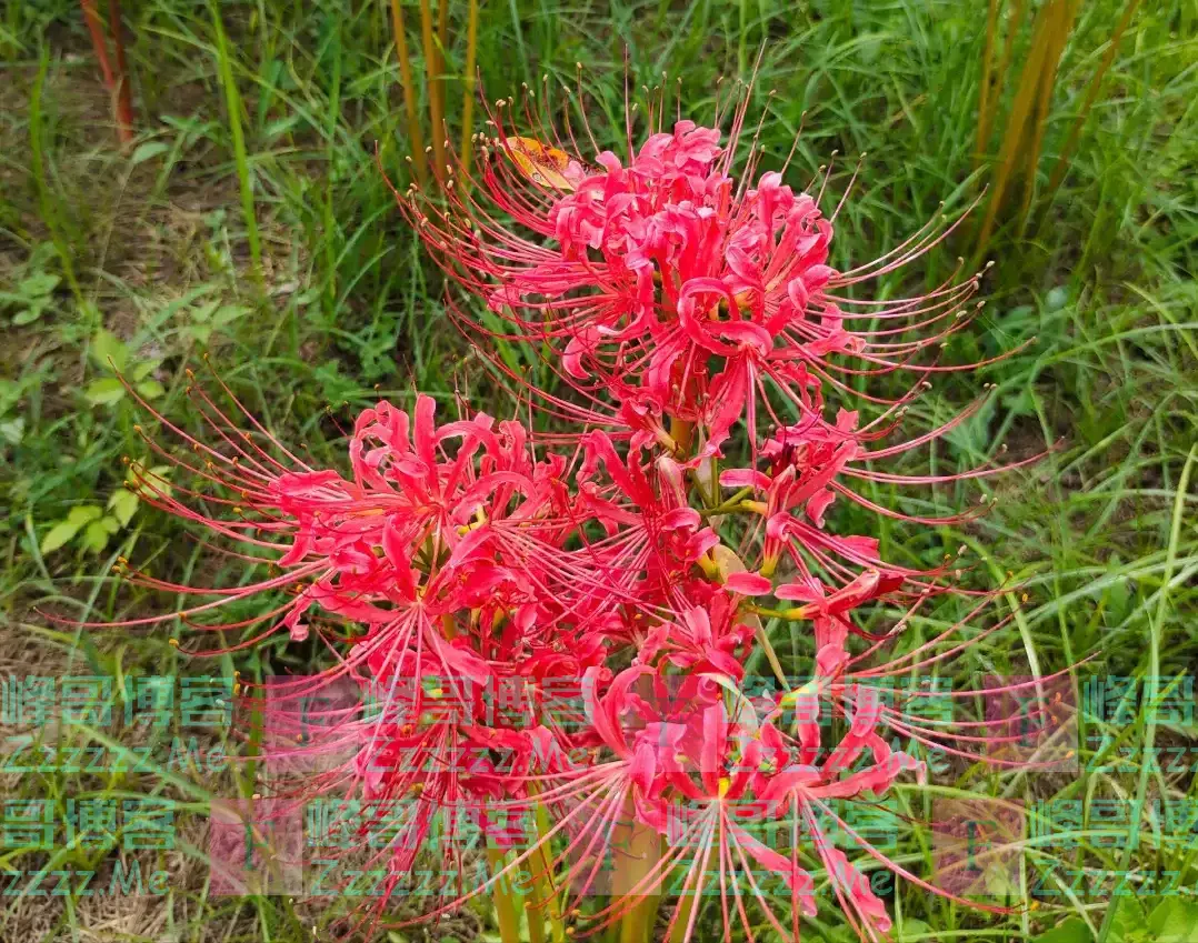 “阳台养5花,家穷人不发”,阳台再大,也不能养这5种花