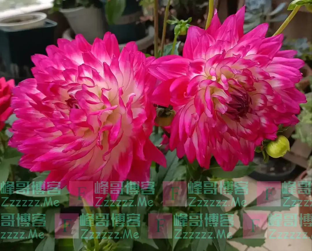 “阳台养5花,家穷人不发”,阳台再大,也不能养这5种花