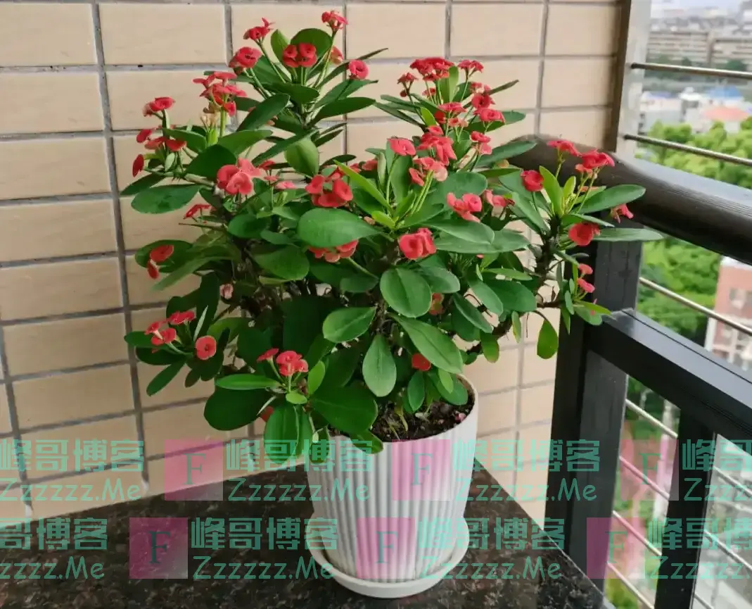“阳台养5花,家穷人不发”,阳台再大,也不能养这5种花