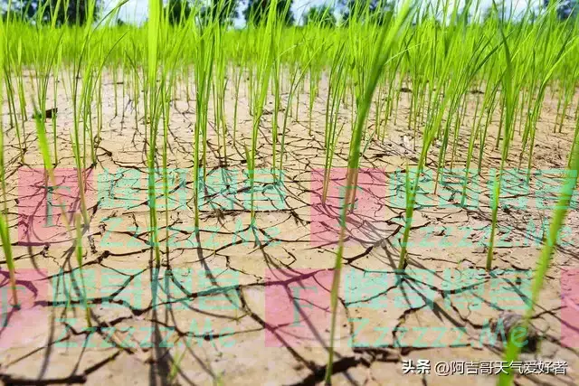 “公秋爽,母秋凶”,2024年哪天立秋?公秋还是母秋?答案来了!