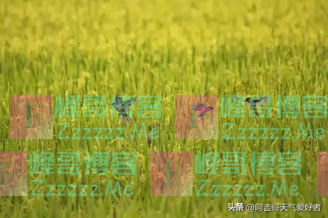 “公秋爽,母秋凶”,2024年哪天立秋?公秋还是母秋?答案来了!