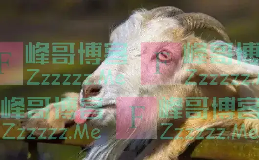 古代最“温柔”的酷刑:用动物的器官行刑,让人在欢乐中死去