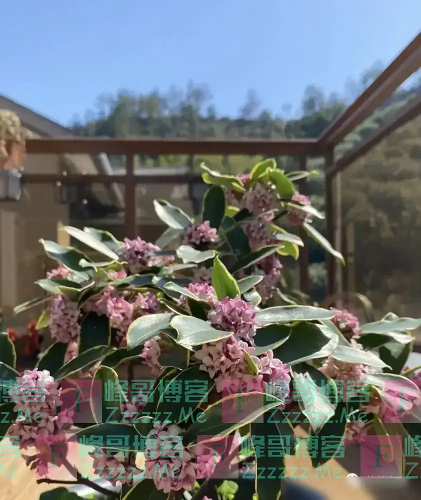 6种“不吉祥”的花,养在家里“花旺人不旺”,别再傻傻的当宝了