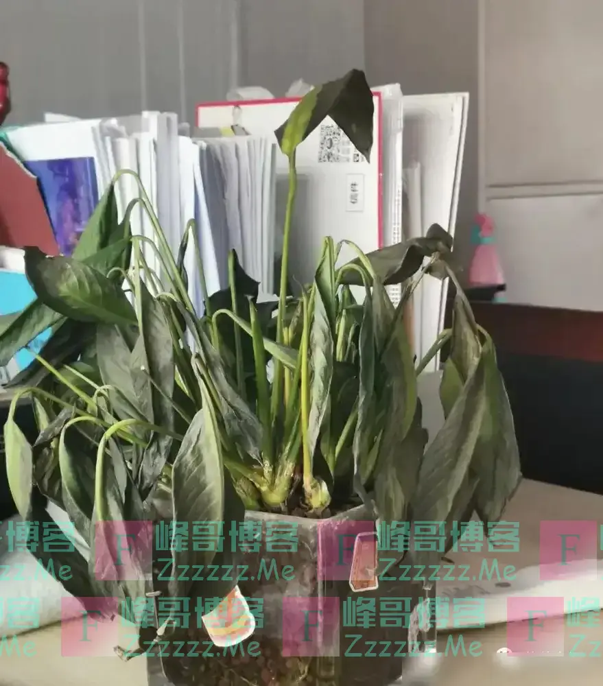 6种“不吉祥”的花,养在家里“花旺人不旺”,别再傻傻的当宝了