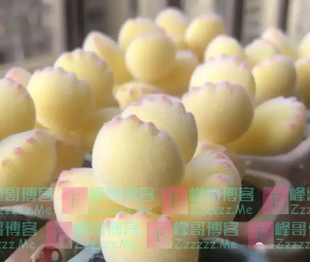 6种“不吉祥”的花,养在家里“花旺人不旺”,别再傻傻的当宝了