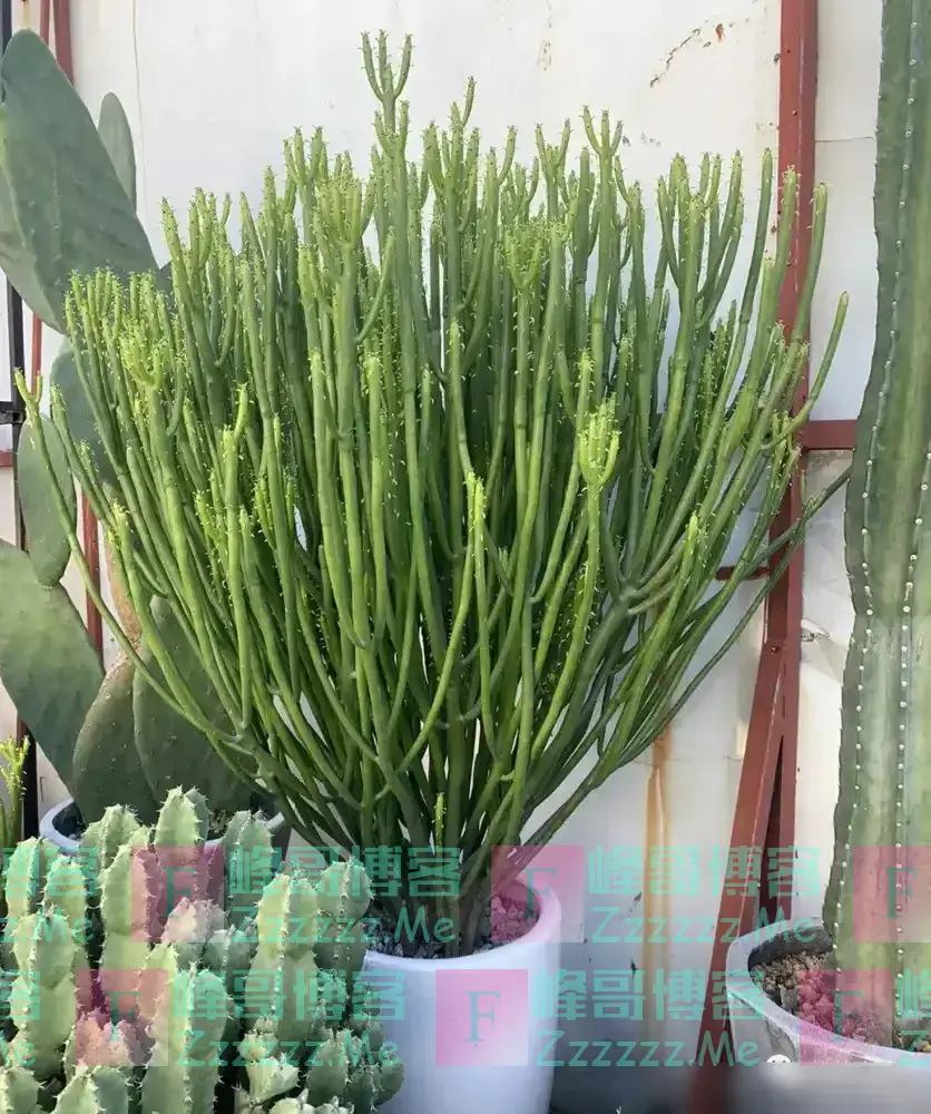 6种“不吉祥”的花,养在家里“花旺人不旺”,别再傻傻的当宝了