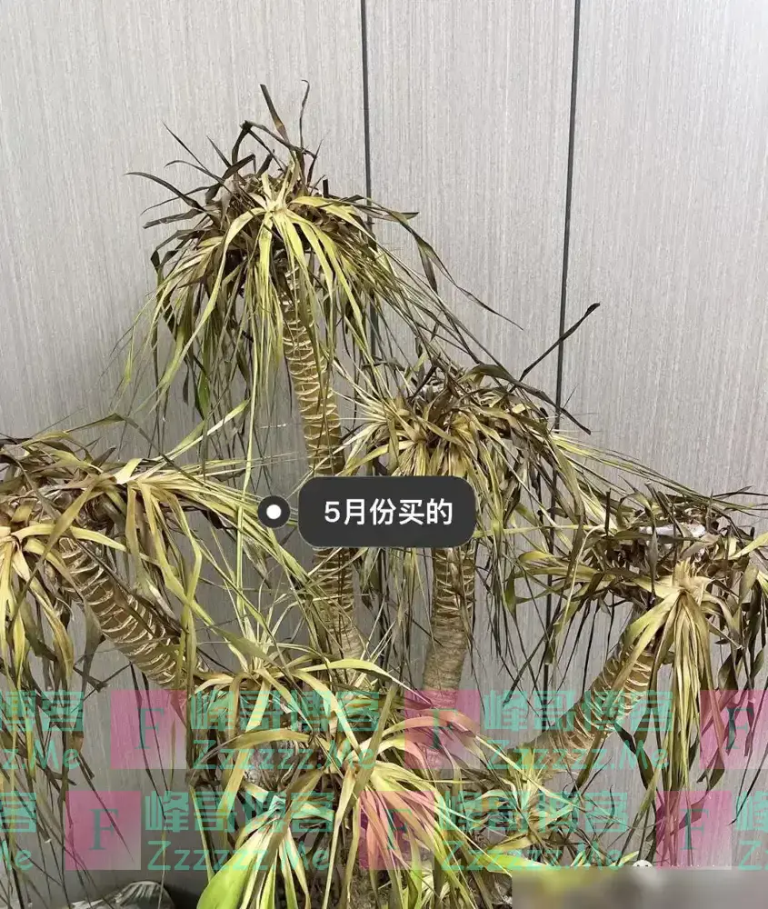 6种“不吉祥”的花,养在家里“花旺人不旺”,别再傻傻的当宝了