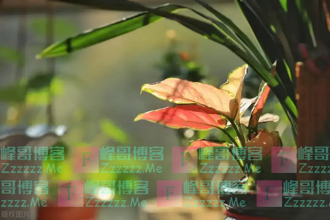 “五花进宅,人穷家不富”,这5种花,白送都不要,好看不吉利!