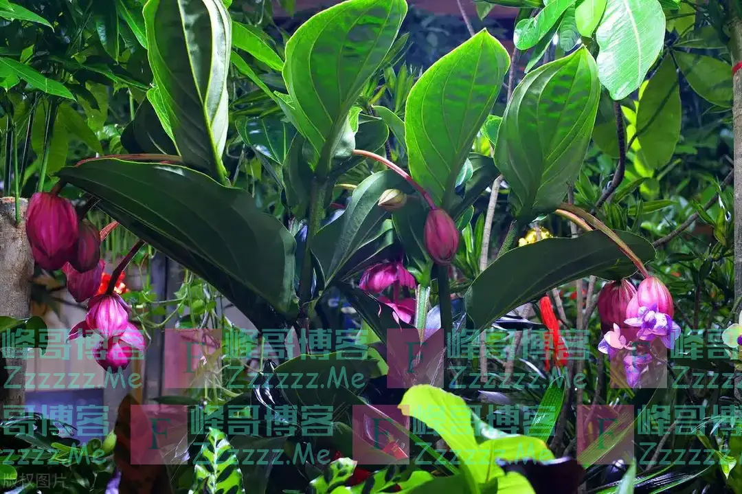 “五花进宅,人穷家不富”,这5种花,白送都不要,好看不吉利!