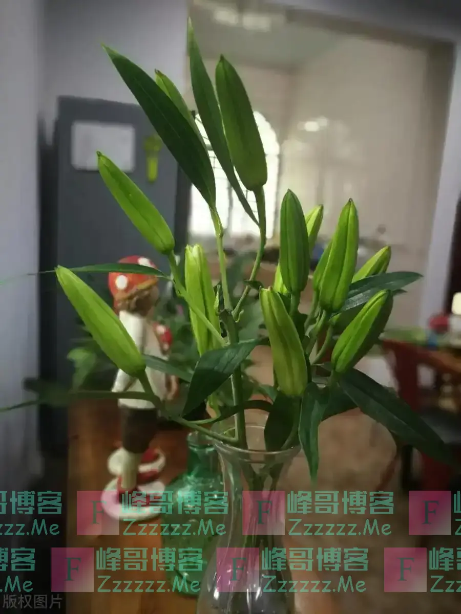 “五花进宅,人穷家不富”,这5种花,白送都不要,好看不吉利!
