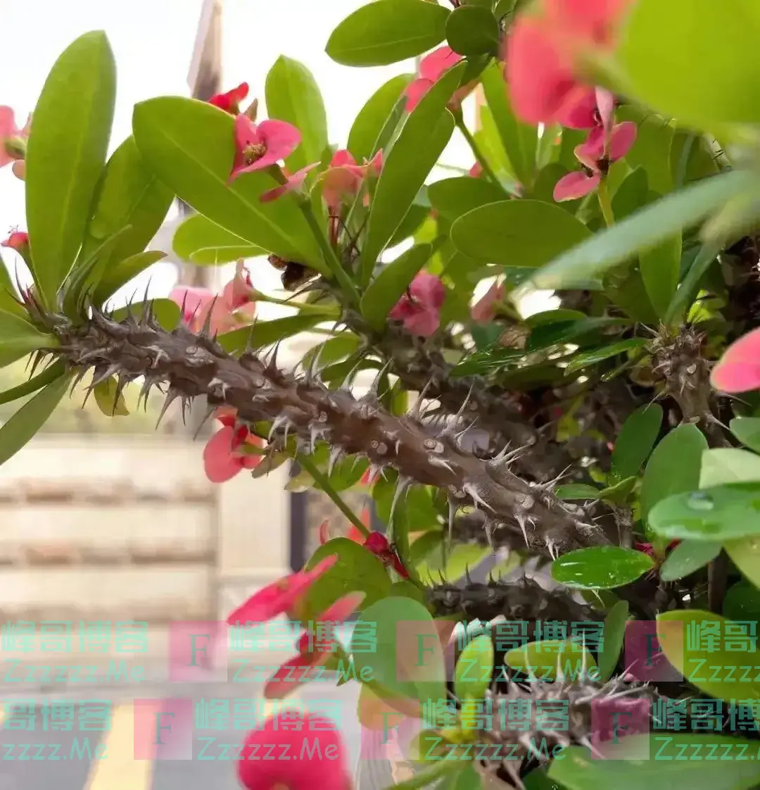“五花进宅,人穷家不富”,这5种花,白送都不要,好看不吉利!