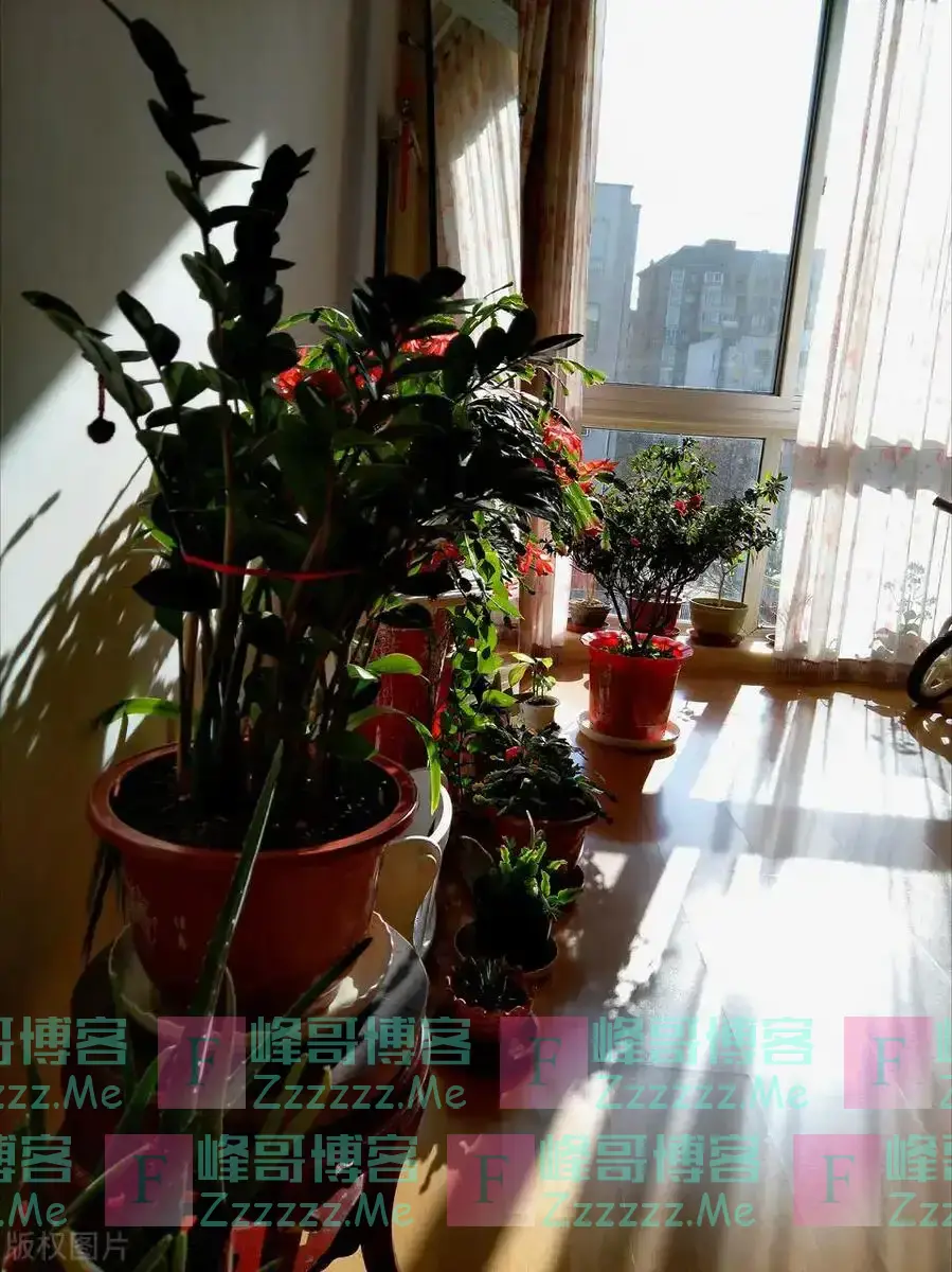 “五花进宅,人穷家不富”,这5种花,白送都不要,好看不吉利!