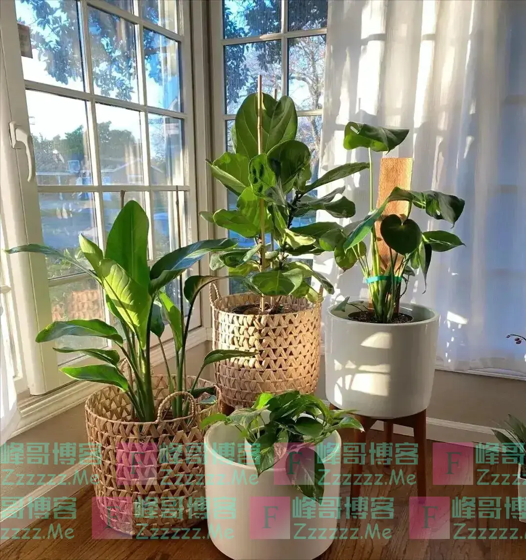 “五花进宅,人穷家不富”,这5种花,白送都不要,好看不吉利!
