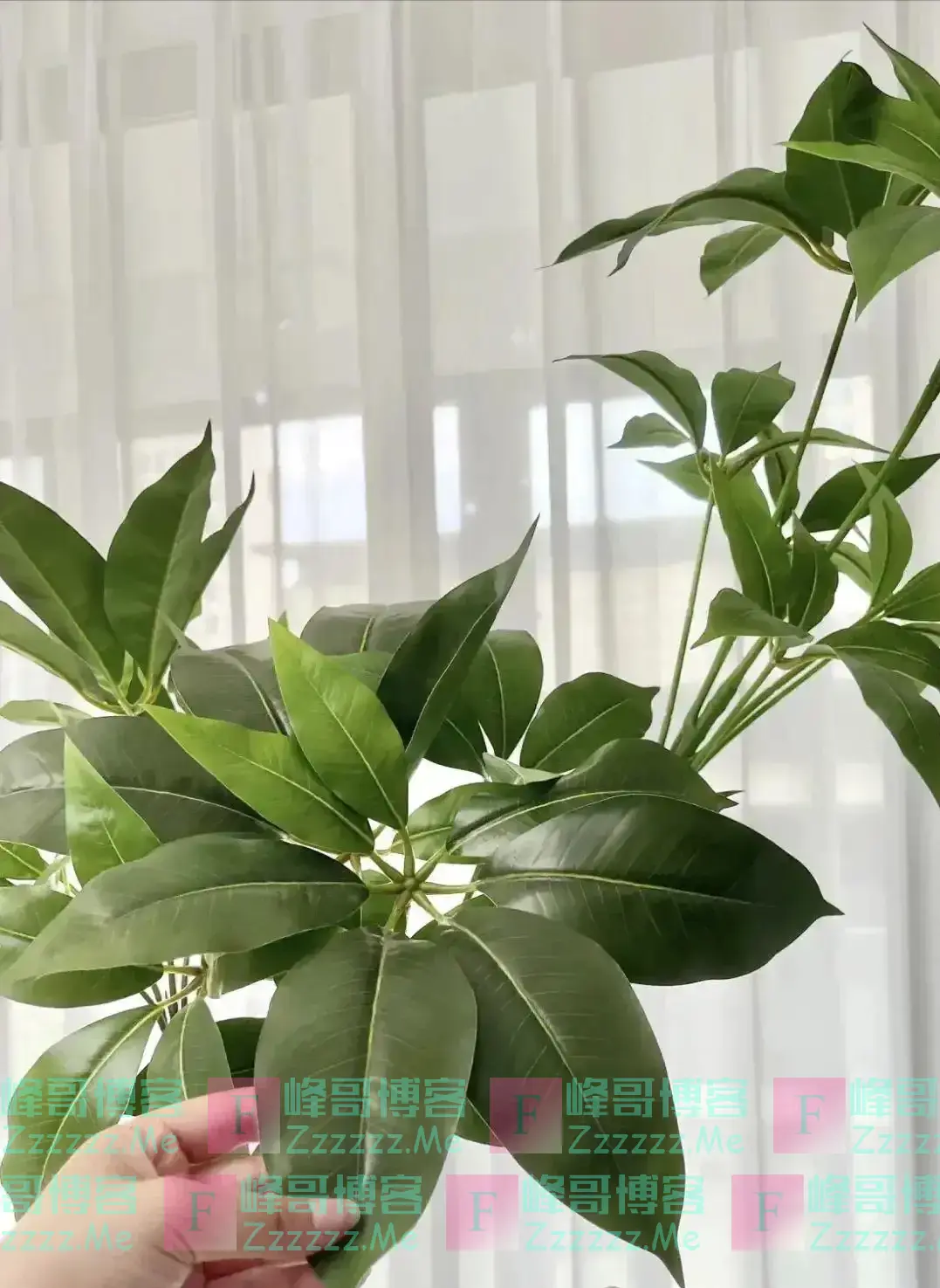 “五花进宅,人穷家不富”,这5种花,白送都不要,好看不吉利!