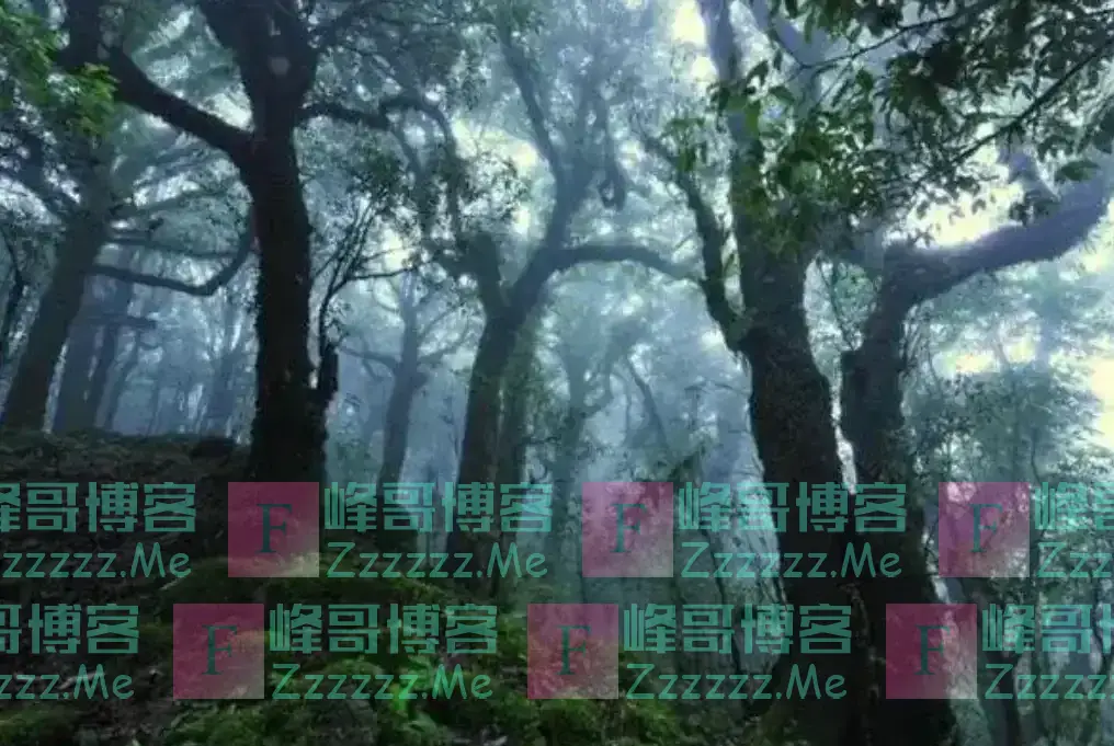 云南哀牢山有多可怕?是现实版的云南虫谷,真正的人类禁区!