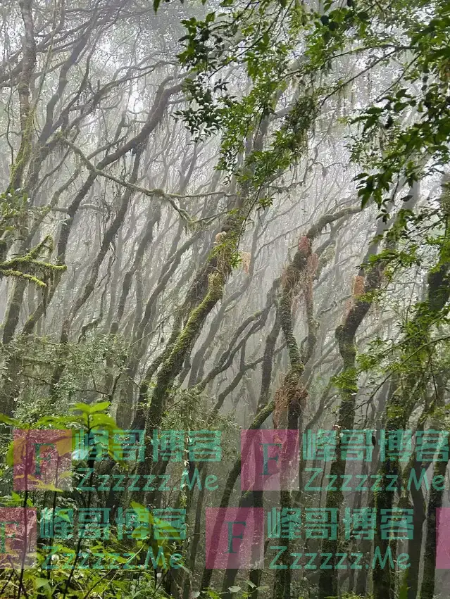云南哀牢山有多可怕?是现实版的云南虫谷,真正的人类禁区!